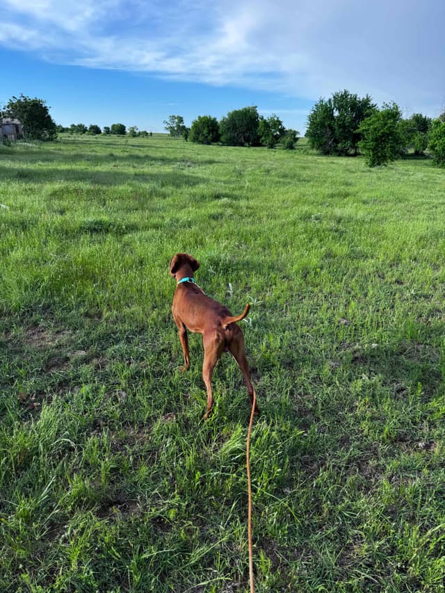 Vizsla Puppies media 2