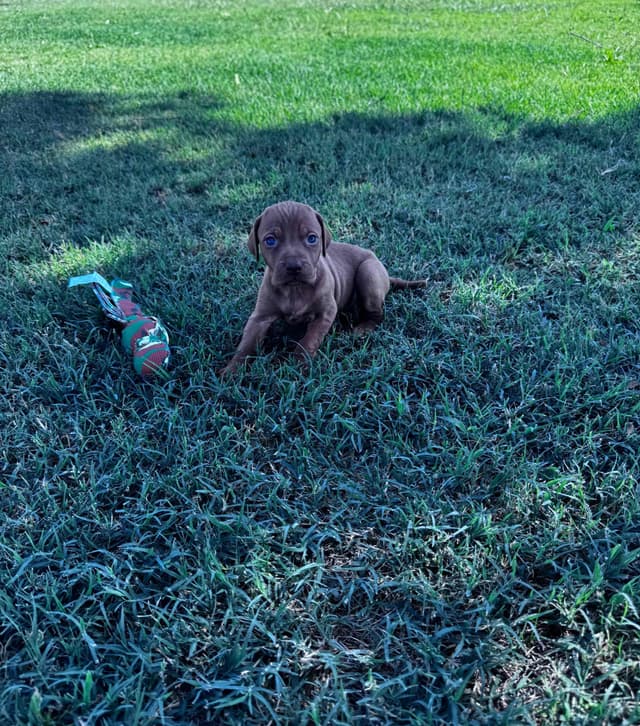 Vizsla Puppies media 3