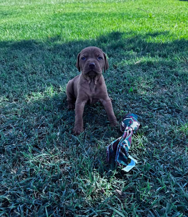 Vizsla Puppies media 4