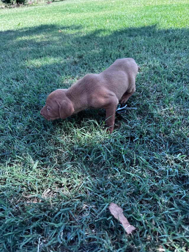 Vizsla Puppies media 5
