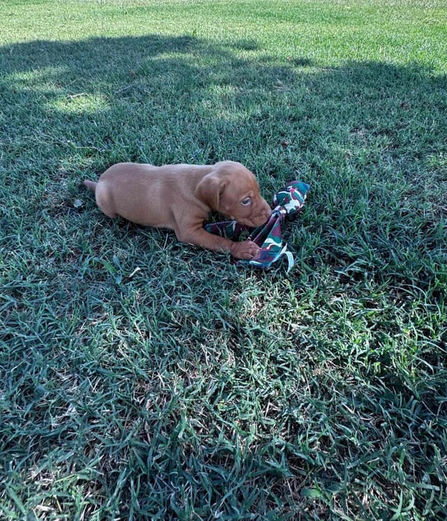 Vizsla Puppies media 6