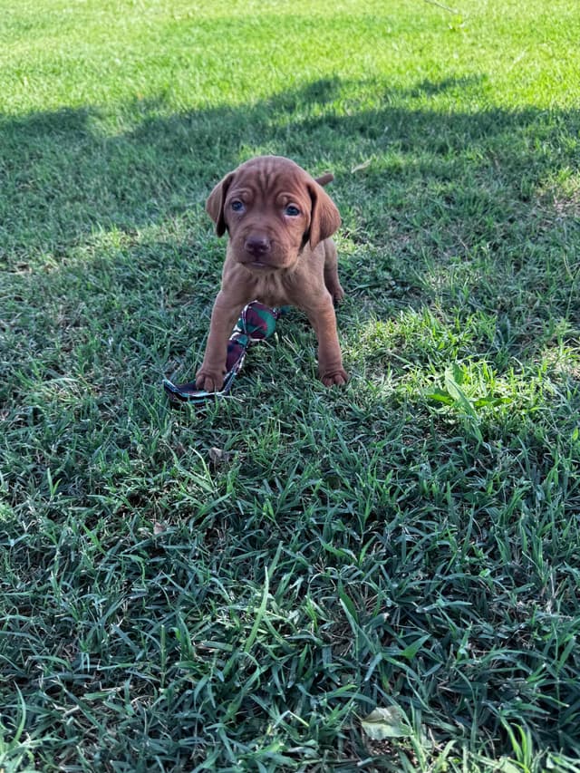 Vizsla Puppies media 7
