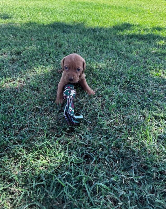 Vizsla Puppies media 8