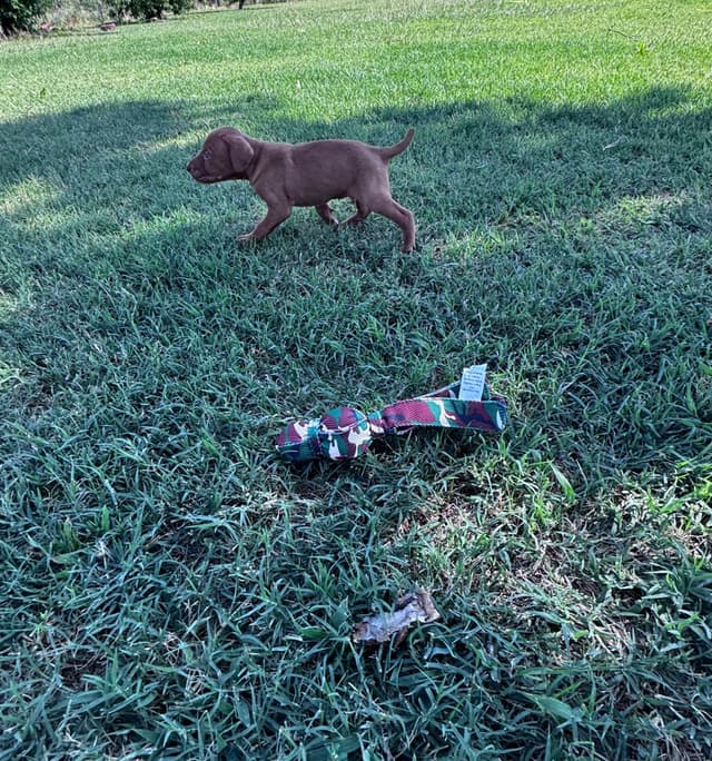 Vizsla Puppies media 9