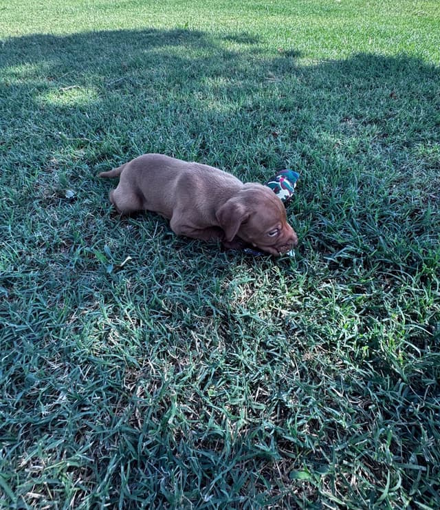 Vizsla Puppies media 10