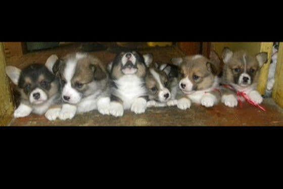 CALL NOW 603-487-3573!! PUREBRED HOUSEBROKEN PEMBROKE WELSH CORGI PUPS breeder image 1