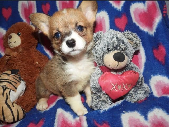 CALL NOW 603-487-3573!! PUREBRED HOUSEBROKEN PEMBROKE WELSH CORGI PUPS media 4