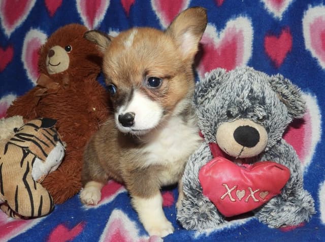 CALL NOW 603-487-3573!! PUREBRED HOUSEBROKEN PEMBROKE WELSH CORGI PUPS media 3
