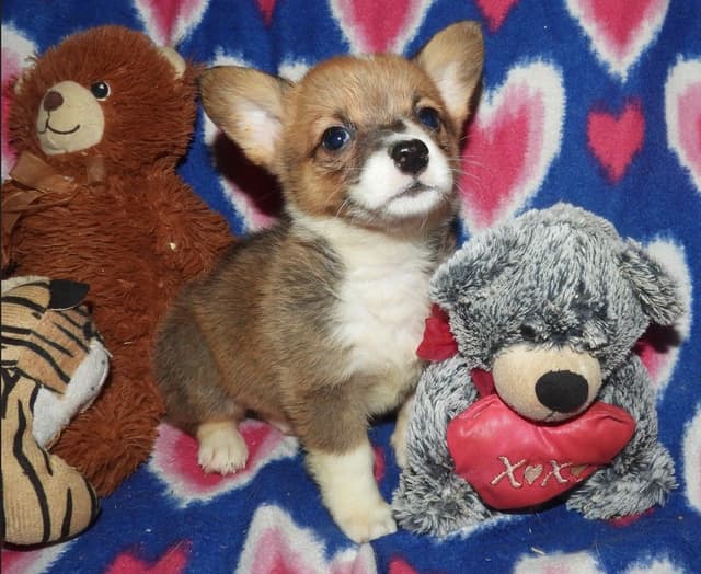 CALL NOW 603-487-3573!! PUREBRED HOUSEBROKEN PEMBROKE WELSH CORGI PUPS media 2