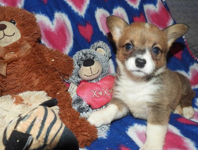 CALL NOW 603-487-3573!! PUREBRED HOUSEBROKEN PEMBROKE WELSH CORGI PUPS media 5