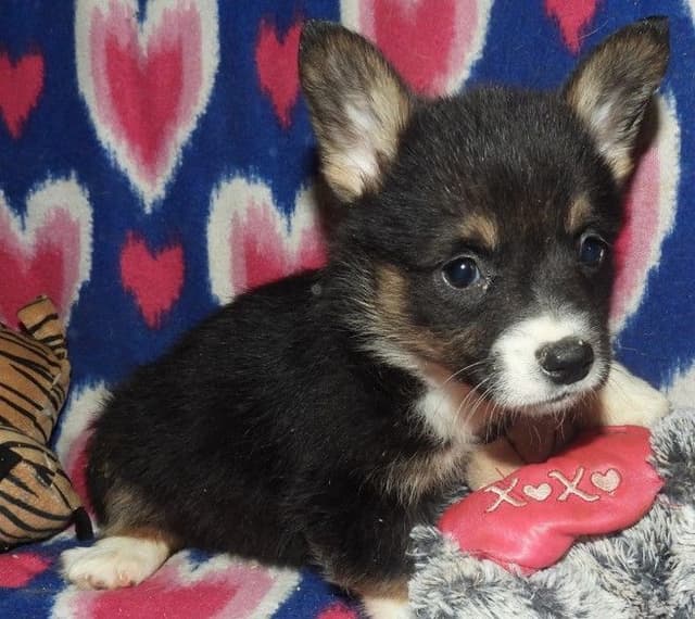 CALL NOW 603-487-3573!! PUREBRED HOUSEBROKEN PEMBROKE WELSH CORGI PUPS media 7