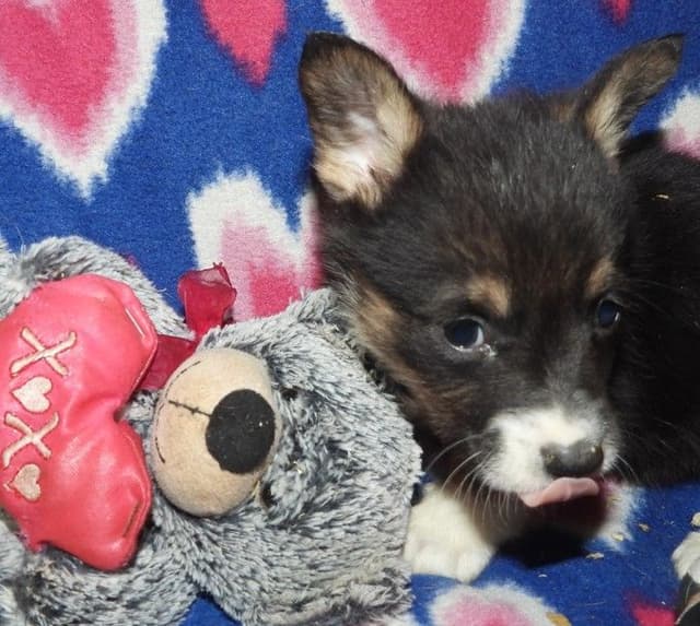 CALL NOW 603-487-3573!! PUREBRED HOUSEBROKEN PEMBROKE WELSH CORGI PUPS media 6