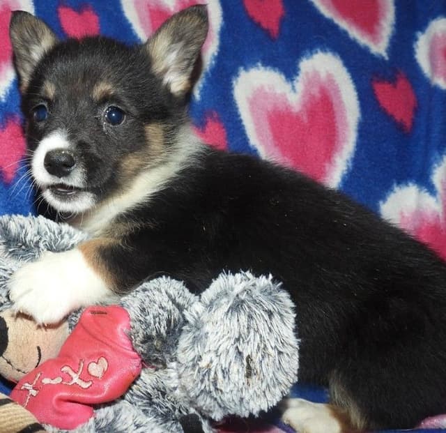 CALL NOW 603-487-3573!! PUREBRED HOUSEBROKEN PEMBROKE WELSH CORGI PUPS media 10