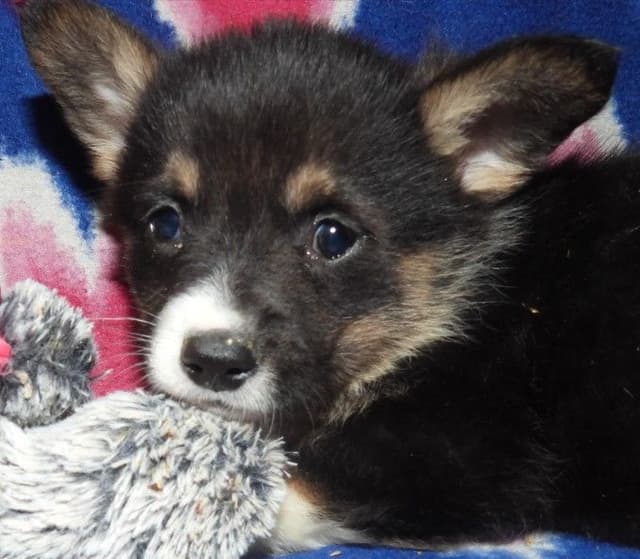 CALL NOW 603-487-3573!! PUREBRED HOUSEBROKEN PEMBROKE WELSH CORGI PUPS media 8