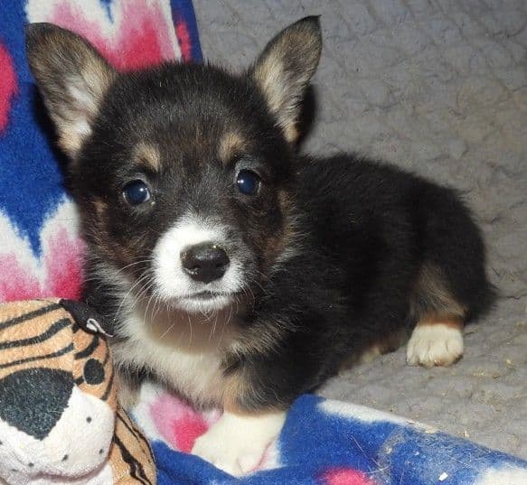 CALL NOW 603-487-3573!! PUREBRED HOUSEBROKEN PEMBROKE WELSH CORGI PUPS media 9