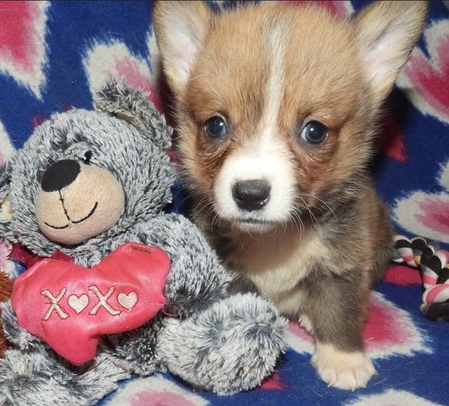 CALL NOW 603-487-3573!! PUREBRED HOUSEBROKEN PEMBROKE WELSH CORGI PUPS media 11