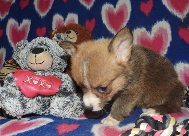CALL NOW 603-487-3573!! PUREBRED HOUSEBROKEN PEMBROKE WELSH CORGI PUPS media 16