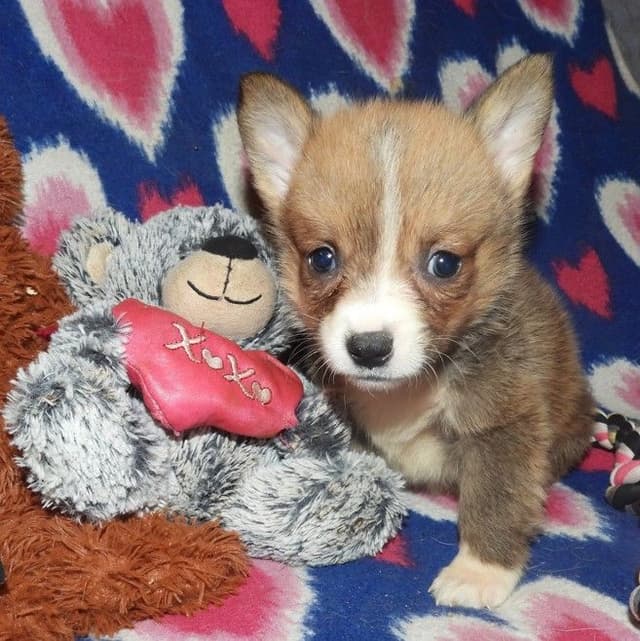 CALL NOW 603-487-3573!! PUREBRED HOUSEBROKEN PEMBROKE WELSH CORGI PUPS media 12