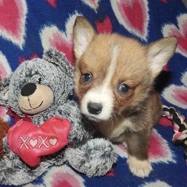 CALL NOW 603-487-3573!! PUREBRED HOUSEBROKEN PEMBROKE WELSH CORGI PUPS media 15