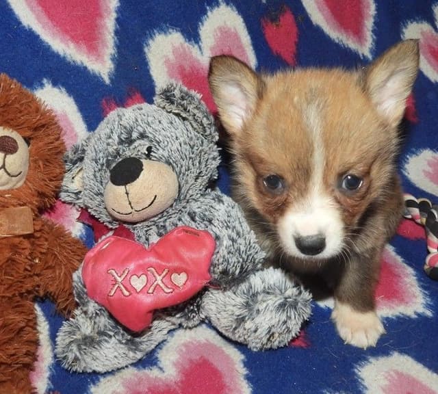 CALL NOW 603-487-3573!! PUREBRED HOUSEBROKEN PEMBROKE WELSH CORGI PUPS media 13