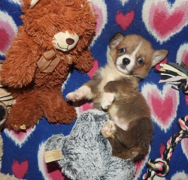CALL NOW 603-487-3573!! PUREBRED HOUSEBROKEN PEMBROKE WELSH CORGI PUPS media 14