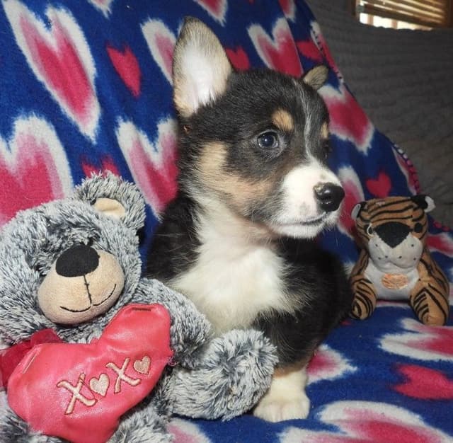 CALL NOW 603-487-3573!! PUREBRED HOUSEBROKEN PEMBROKE WELSH CORGI PUPS media 21