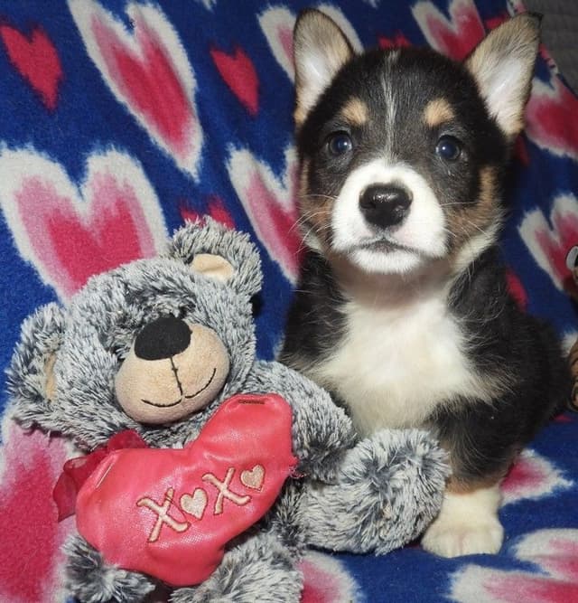 CALL NOW 603-487-3573!! PUREBRED HOUSEBROKEN PEMBROKE WELSH CORGI PUPS media 17
