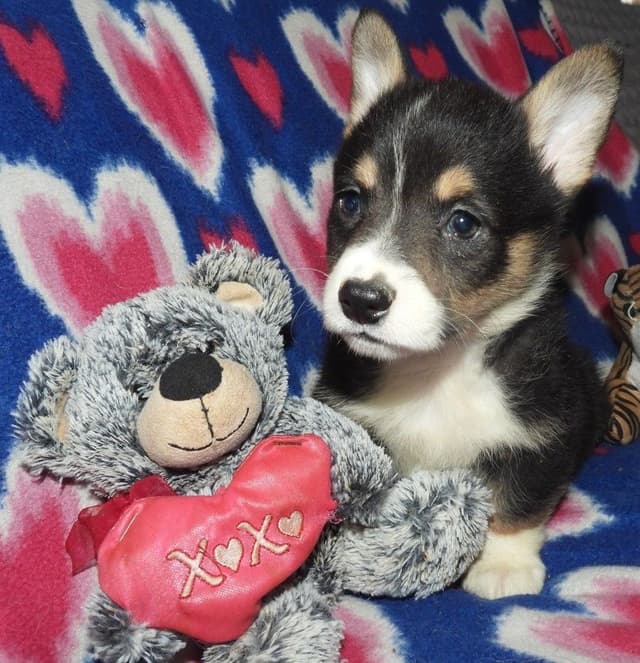 CALL NOW 603-487-3573!! PUREBRED HOUSEBROKEN PEMBROKE WELSH CORGI PUPS media 18