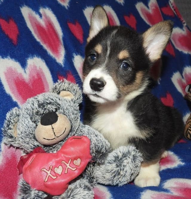 CALL NOW 603-487-3573!! PUREBRED HOUSEBROKEN PEMBROKE WELSH CORGI PUPS media 20