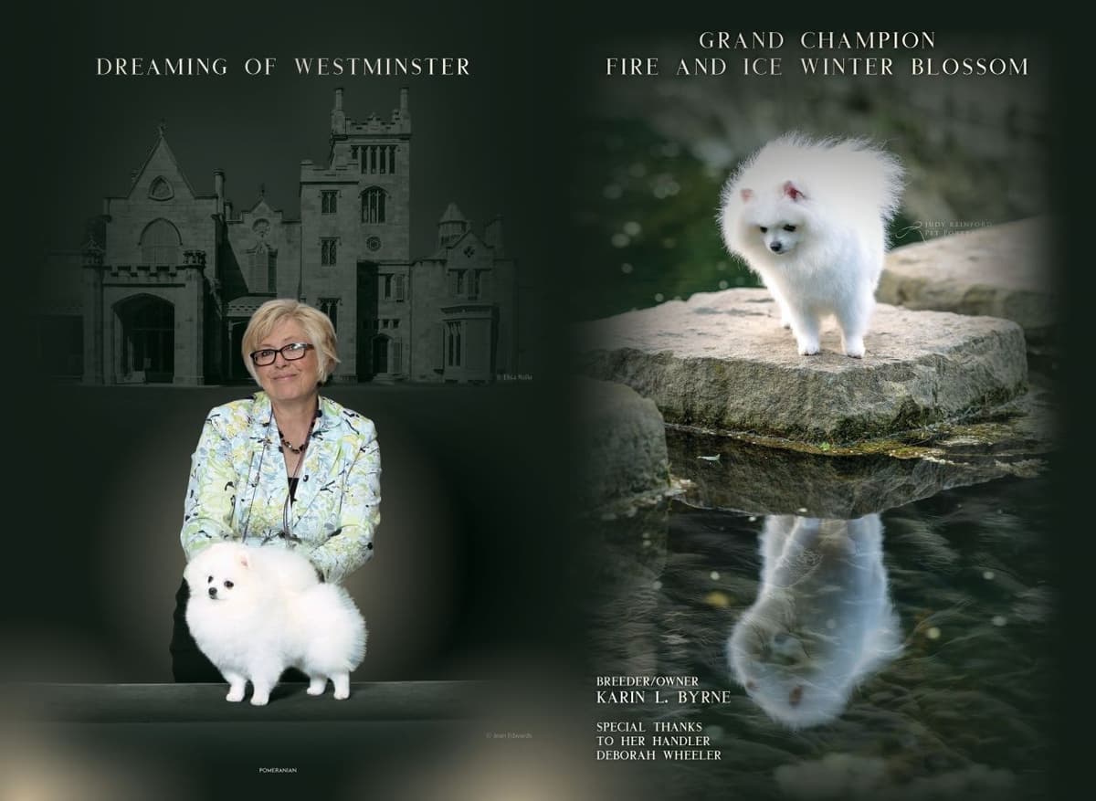 Pomeranian Puppies breeder image 4