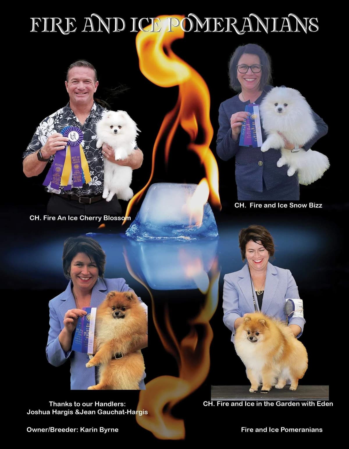 Pomeranian Puppies breeder image 5