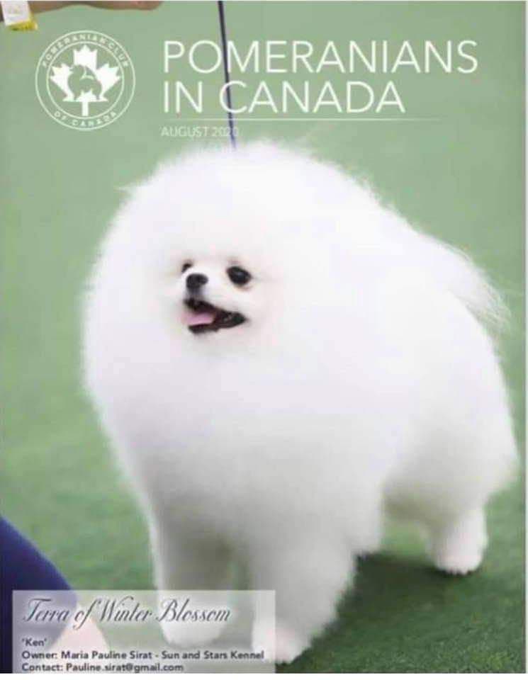 Pomeranian Puppies breeder image 6