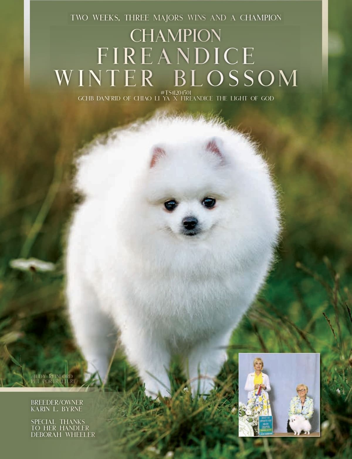 Pomeranian Puppies breeder image 7