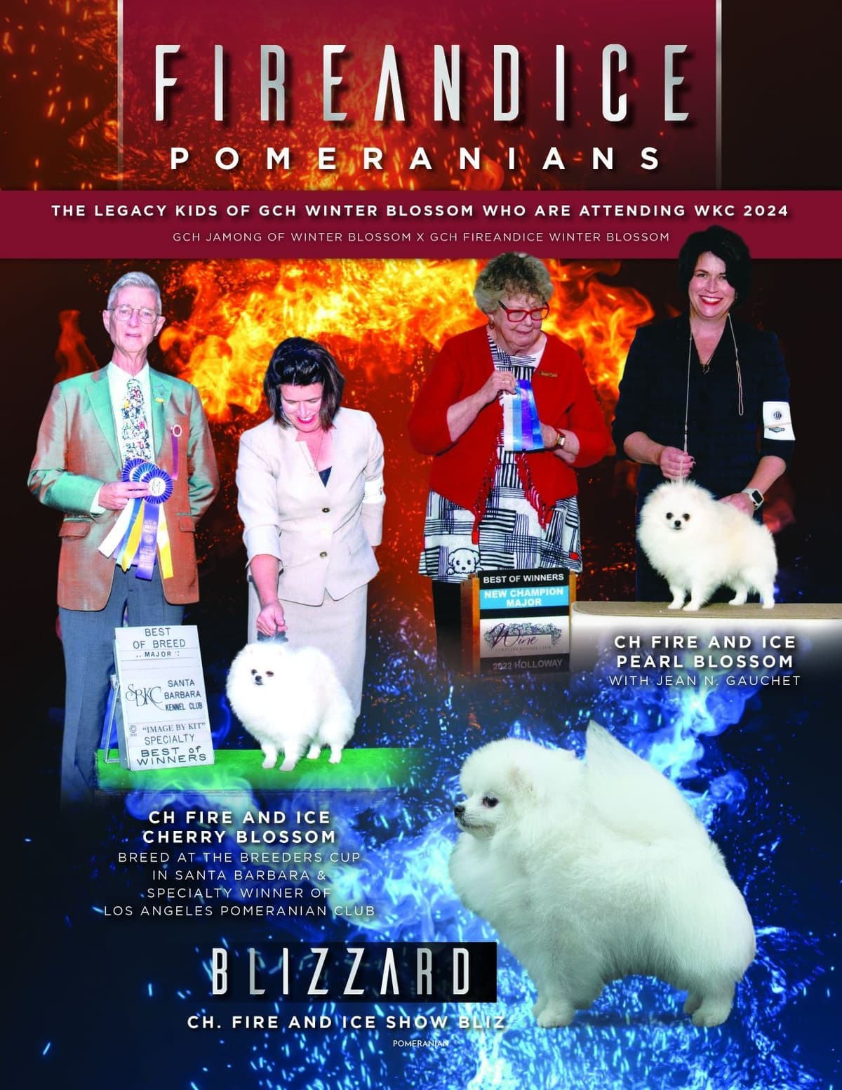 Pomeranian Puppies breeder image 3