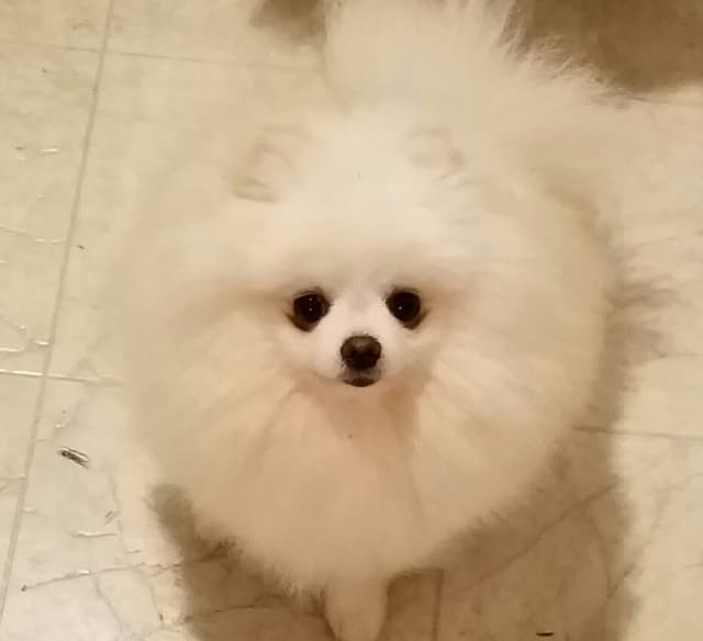 Pomeranian Puppies media 2