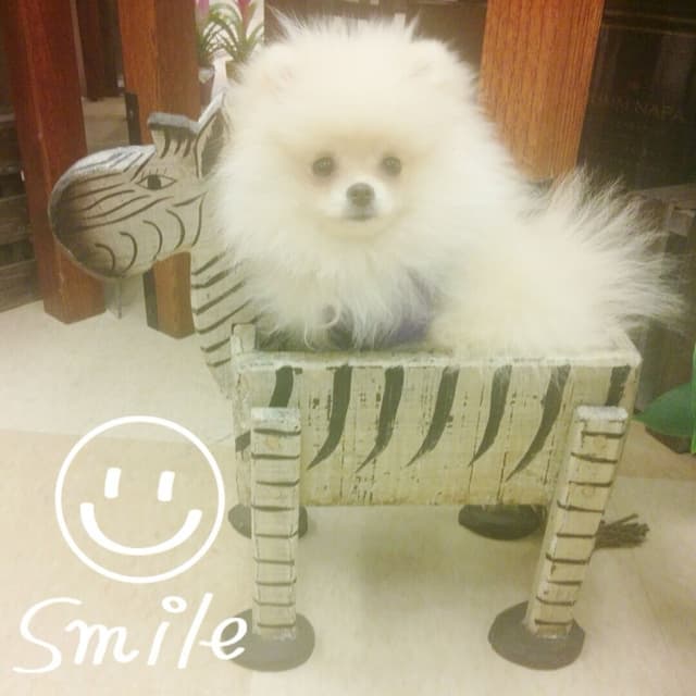 Pomeranian Puppies media 3