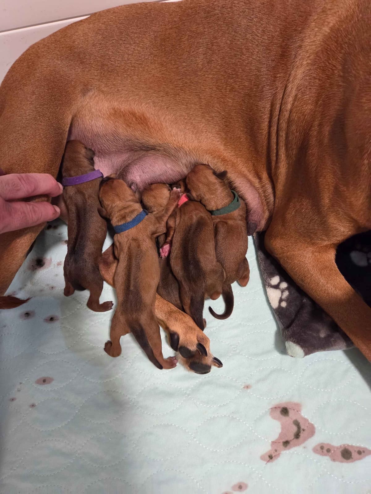 Rhodesian Ridgeback Puppies - Ready to go home 07/18/2026 breeder image 3