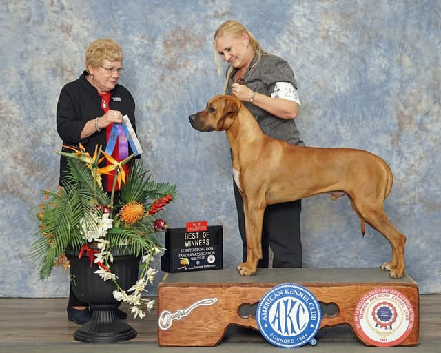 Rhodesian Ridgeback Puppies - Ready to go home 07/18/2026 media 3