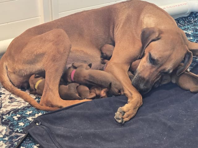 Rhodesian Ridgeback Puppies - Ready to go home 07/18/2026 media 5