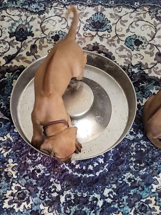 Rhodesian Ridgeback Puppies - Ready to go home 07/18/2026 media 8