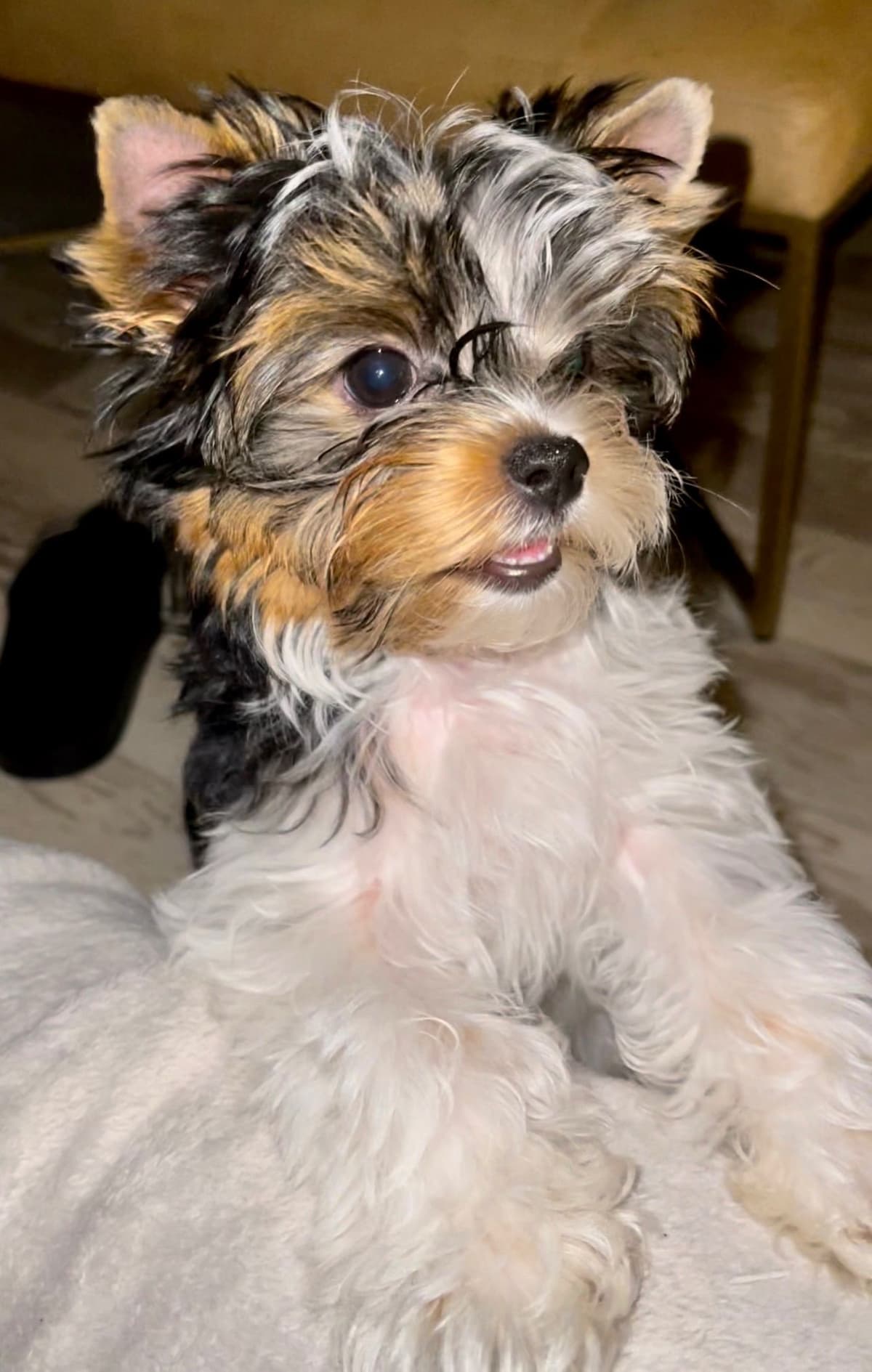 Biewer Terrier Puppies breeder image 1