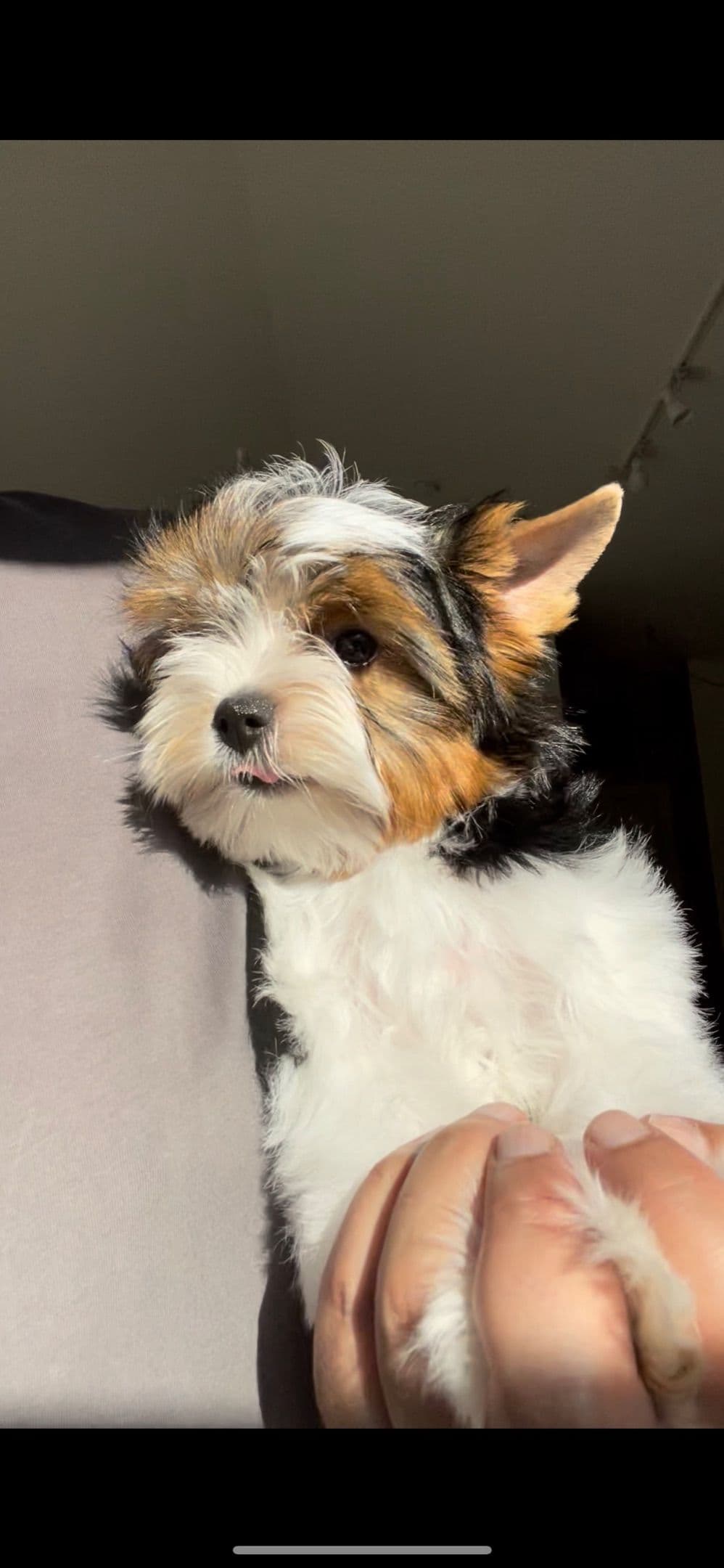 Biewer Terrier Puppies breeder image 2