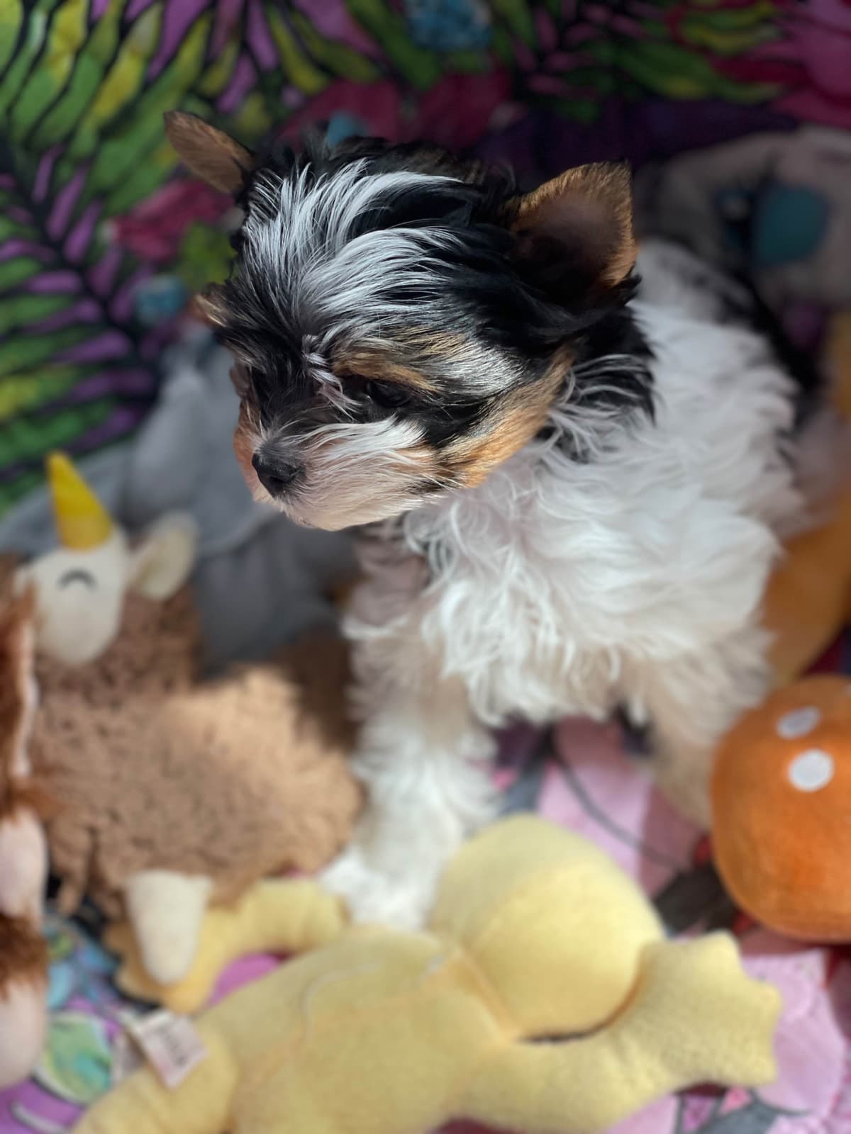 Biewer Terrier Puppies breeder image 6
