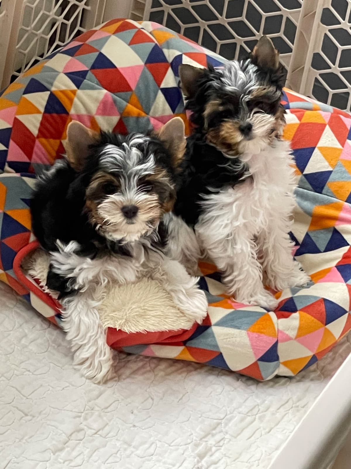 Biewer Terrier Puppies breeder image 7