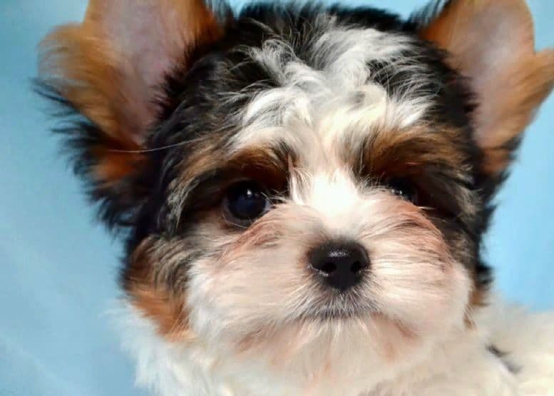 Biewer Terrier Puppies breeder image 11
