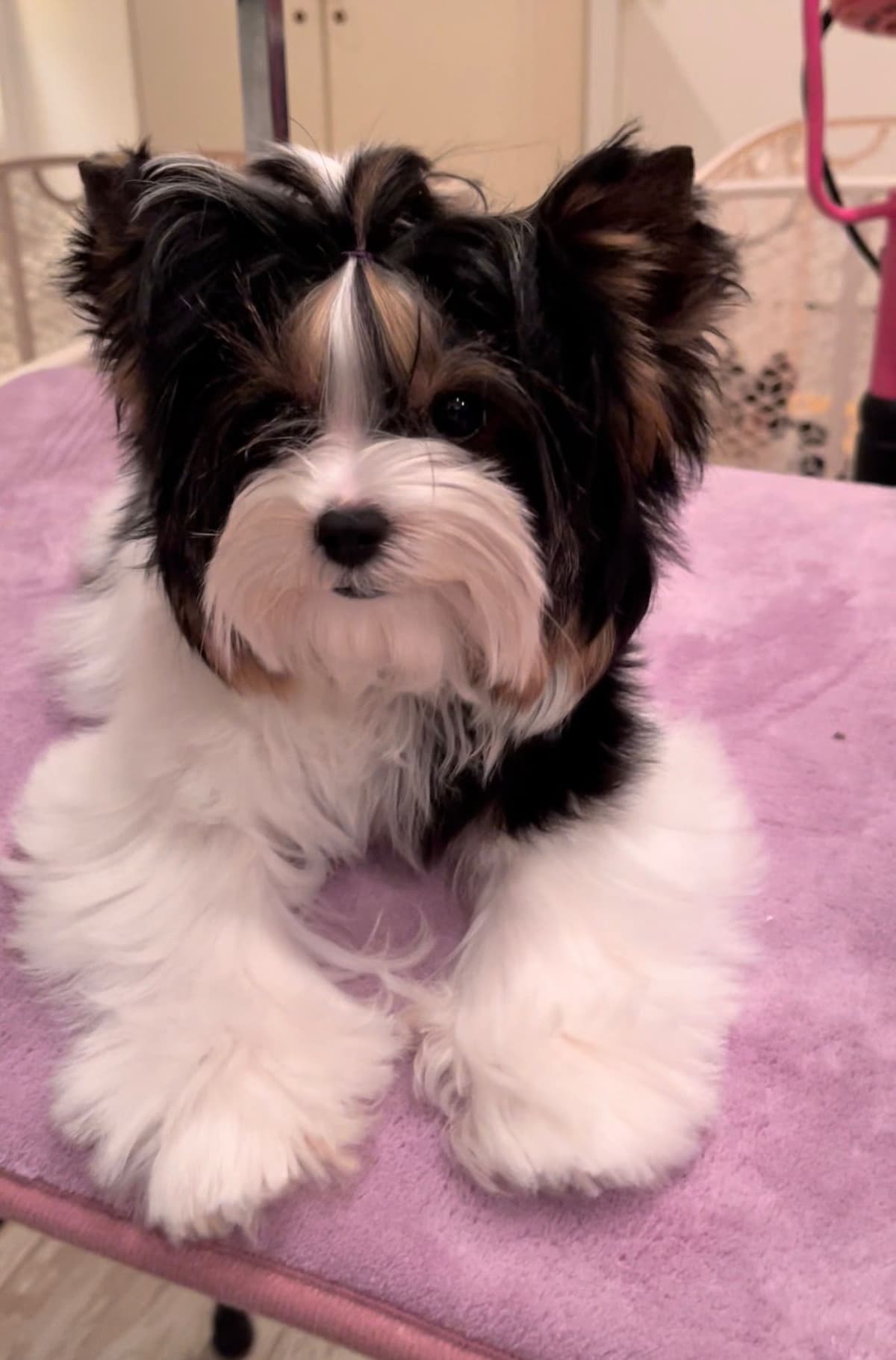 Biewer Terrier Puppies breeder image 13