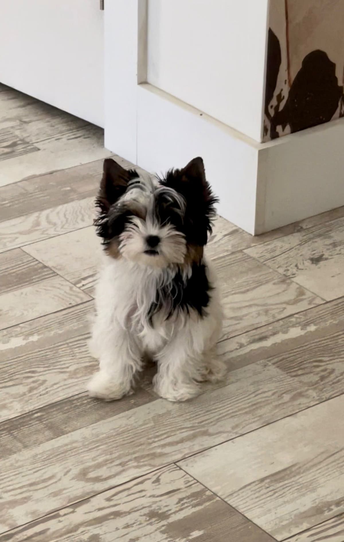 Biewer Terrier Puppies breeder image 14