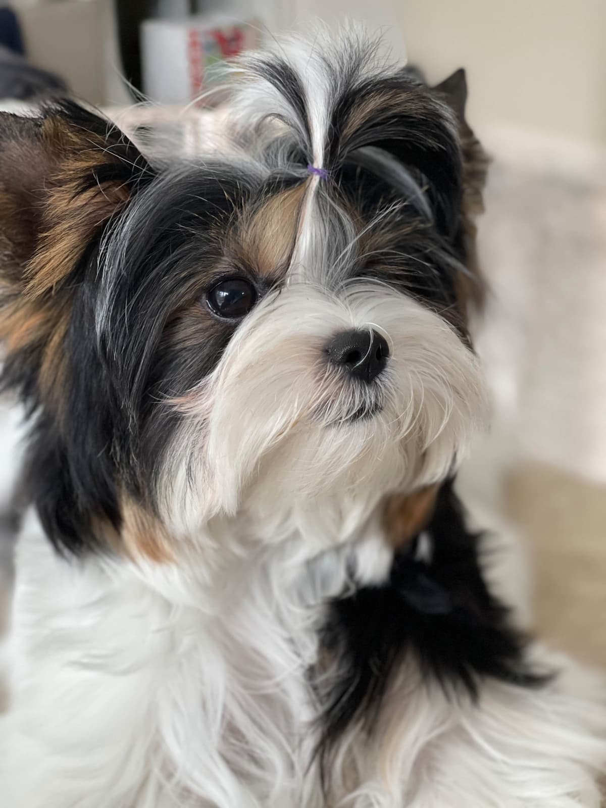 Biewer Terrier Puppies breeder image 16