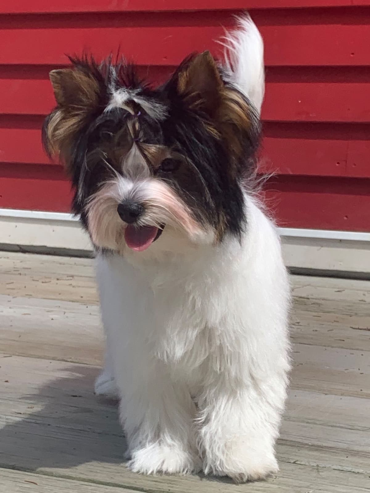 Biewer Terrier Puppies breeder image 18