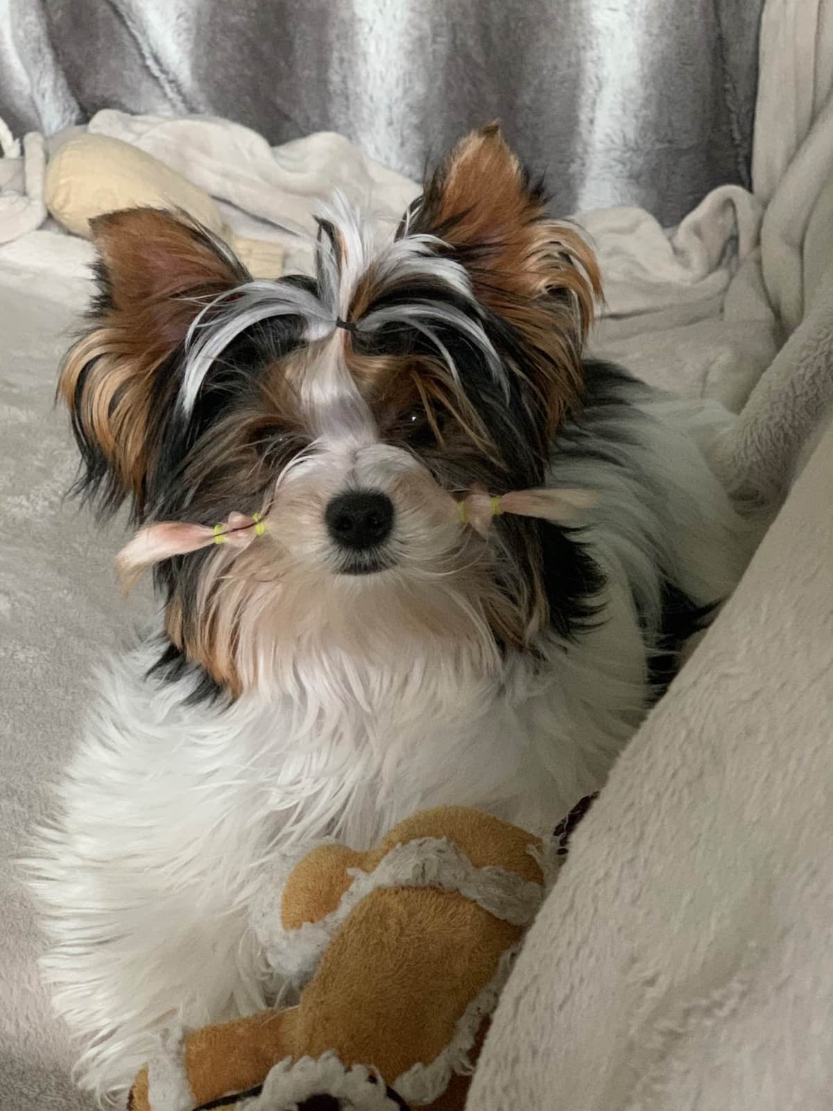 Biewer Terrier Puppies breeder image 19